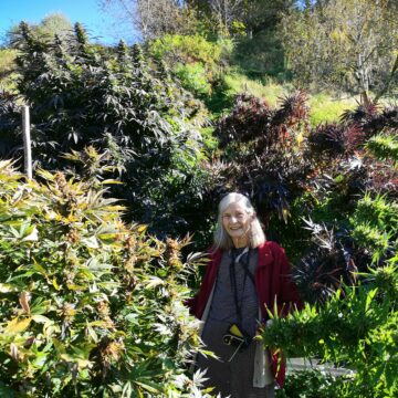 Caren Kershner inmitten von Cannabis